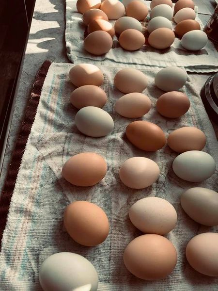 Our egg harvests are wonderful. We have plenty of farm fresh, colorful eggs for you.