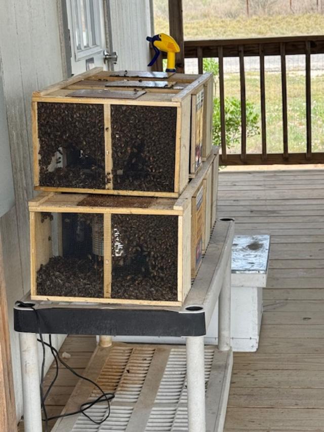 This is a side view of the new bees in the boxes.