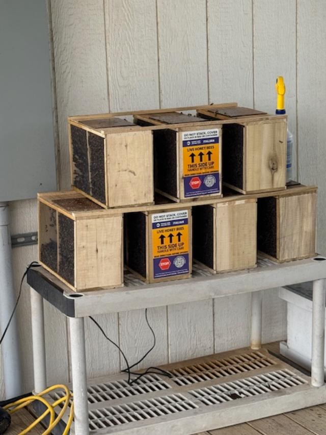 David ordered 7 new sets of bees.