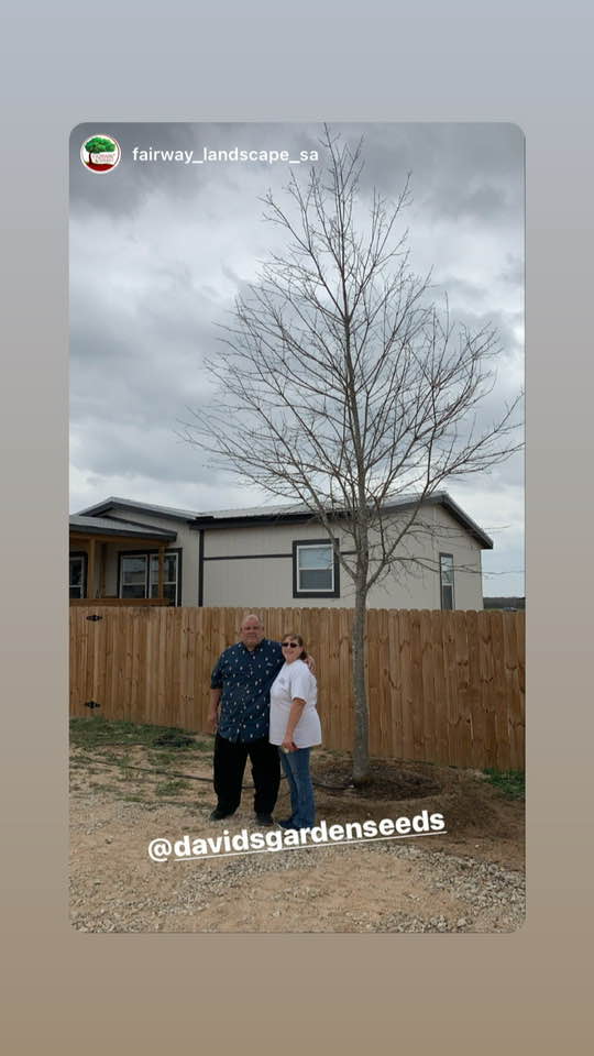 We bought the Red Oak tree from Fairway Landscape. One of their guys took this photo and posted it on Instagram with us in front of the tree.
