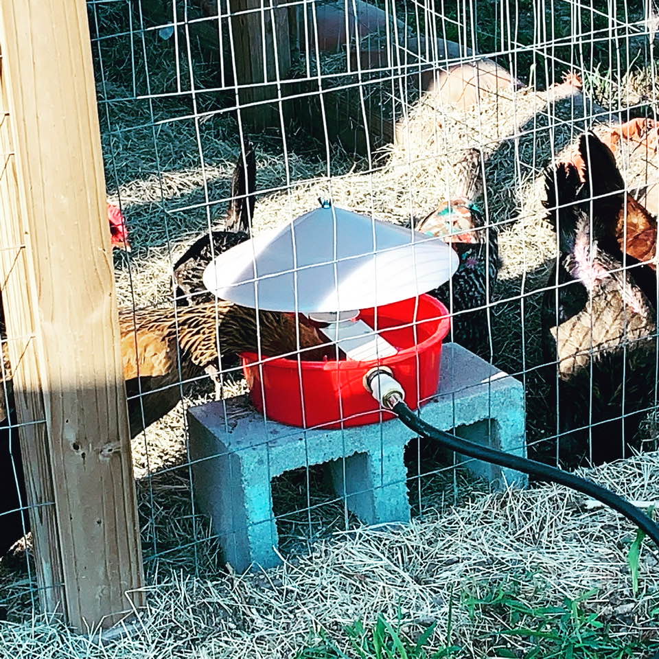 One of the new chicken waterers that are being set up out back for the animals. The chickens didn't like it at first, but now they are using them. I don't have to lug water anymore! One of the new chicken waterers that are being set up out back for the animals. The chickens didn't like it at first, but now they are using them. I don't have to lug water anymore!
