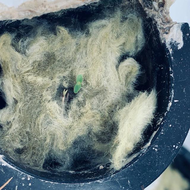 The Encore Lettuce Mix is coming up after just 3 days!