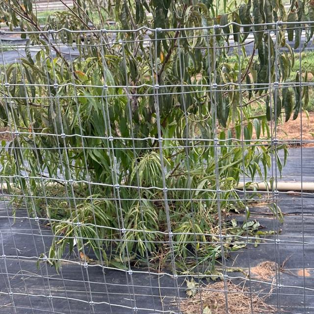 Matt left the old fence up and put the new, stronger fence up over it. There is no way they can make holes in this stuff. It is heavy.