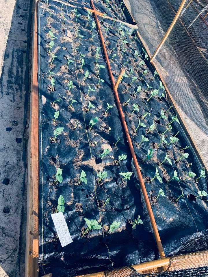 Here are some new green bean plants that David planted along with some of our crew. Fall planting is one of life's best things!