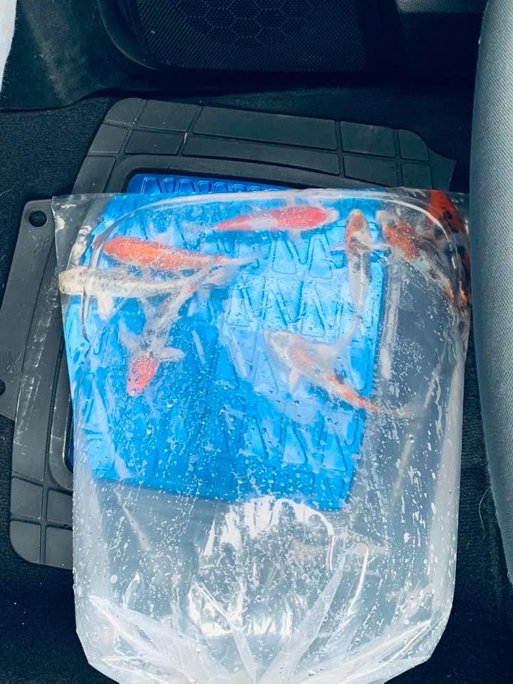 Here is our new bag of koi in the truck, all set for the long ride home to the pond! Hopefully, these last a long time. Here is our new bag of koi in the truck, all set for the long ride home to the pond! Hopefully, these last a long time.