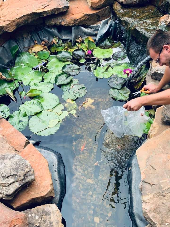 After floating in the pond for 15 minutes, Matt opened the bag and let the new fish go in the pond.