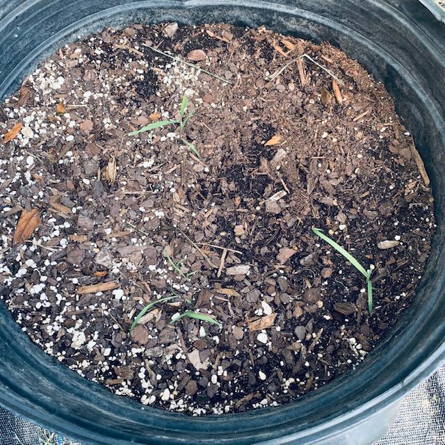 I recently planted lemongrass seeds in this pot in my backyard so our dogs can once again enjoy snacking on some lemongrass at night like they used. There are several plants coming up.