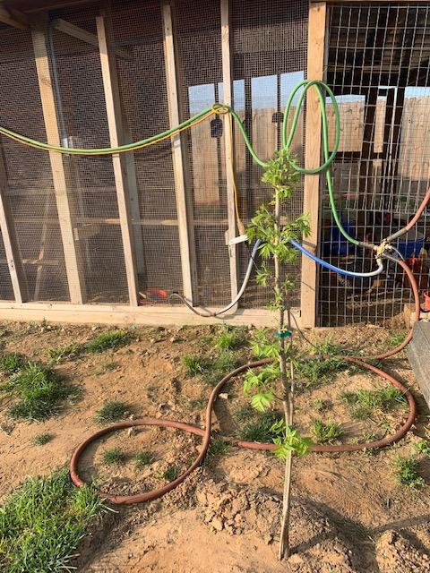 One of our new pecan trees leafing out in front of the chicken coop. An April garden chore to think about is planting new trees. We bought this and 9 others about a month ago.