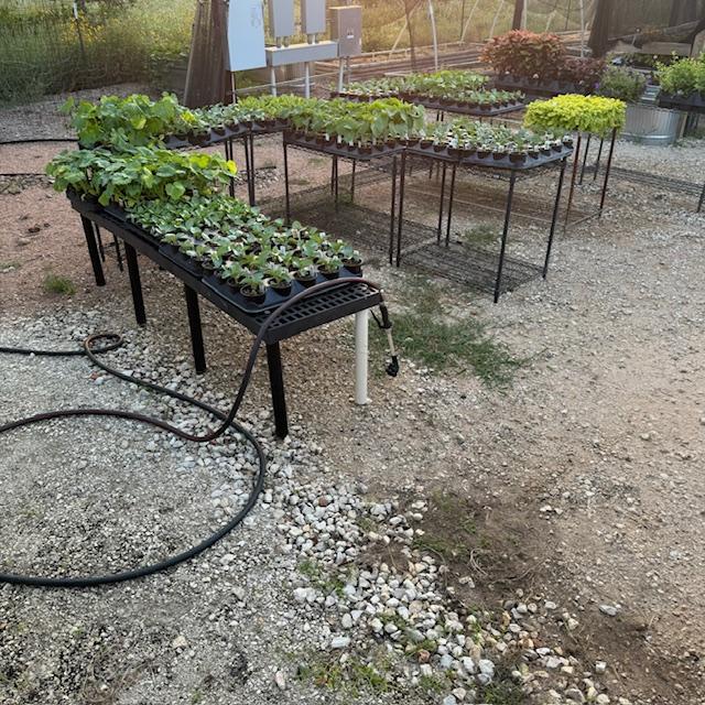 These are the new plants David just got this week. Most are fall vegetable plants.