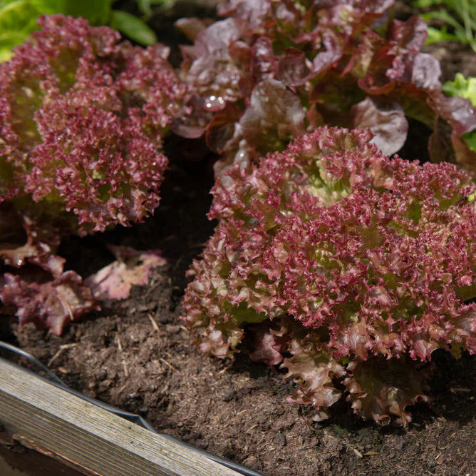 This is a loose leaf lettuce called New Red Fire.