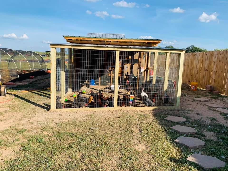 The new chicken run has been built in front of the chicken coop.