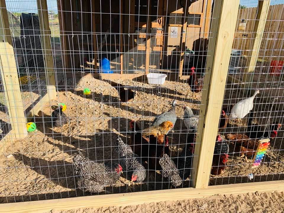 This angle shows just how much more space the chicks have when I let them out in the new run. Keeping chickens just got better.