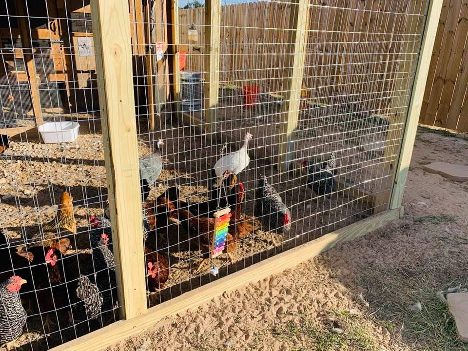 I can put toys and treats out in the new run and keep a bunch of the chickens out here when I am cleaning the nesting box area.