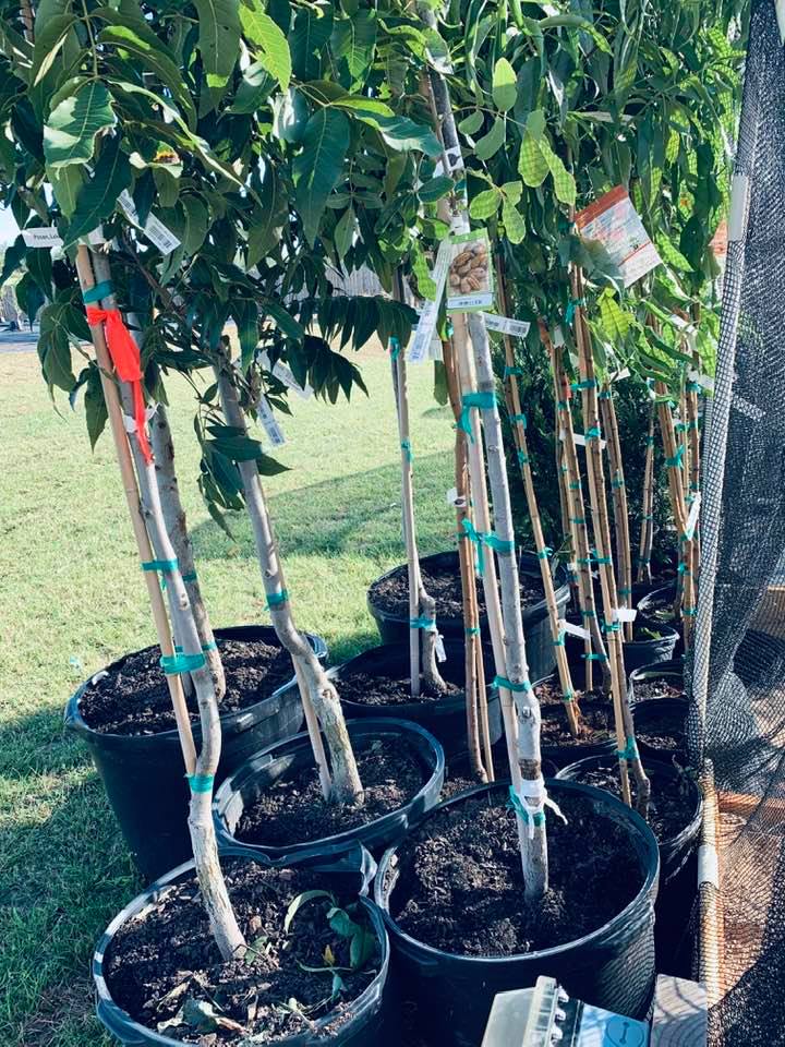 Our replacement trees are here, waiting to be placed where the dead trees were. Nacho added sprinkler heads where they were not added so each tree can get water and live. Our replacement trees are here, waiting to be placed where the dead trees were. Nacho added sprinkler heads where they were not added so each tree can get water and live.