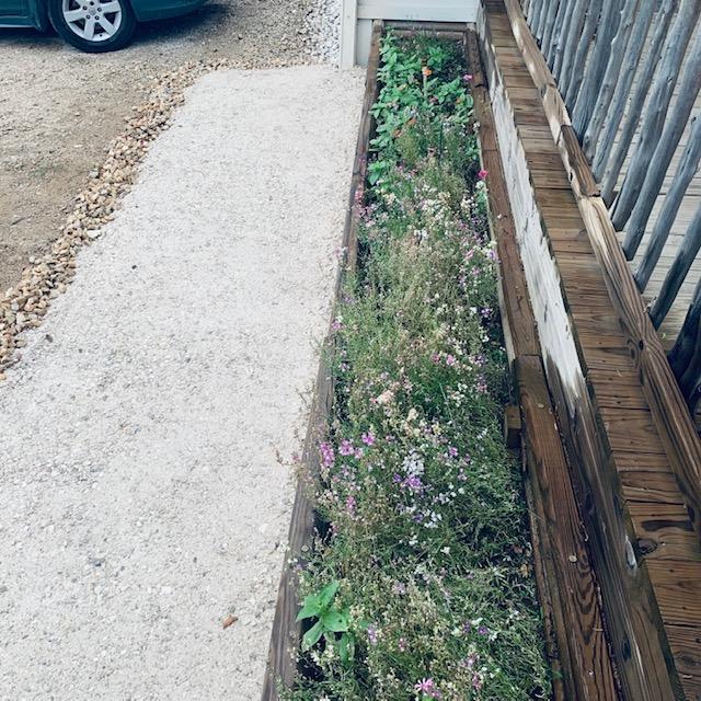 This is one of the new walkways by the Farm Store that was put in yesterday. The zinnias and snapdragons are fighting it out for the bed. Once it turns hot, the snapdragons will lose.