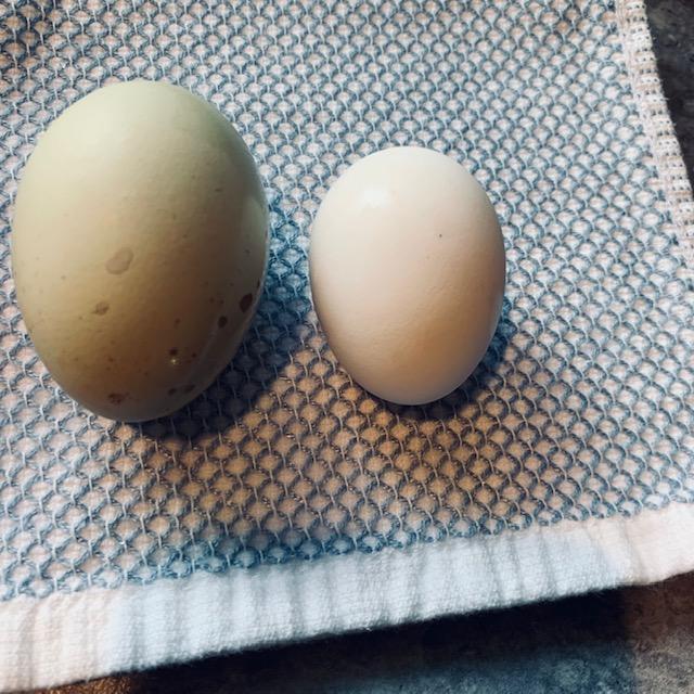 The white egg is from one of our not quite 16 weeks old leghorns! She is already laying. Look how tiny the egg is compared to a full size Ameraucana egg.