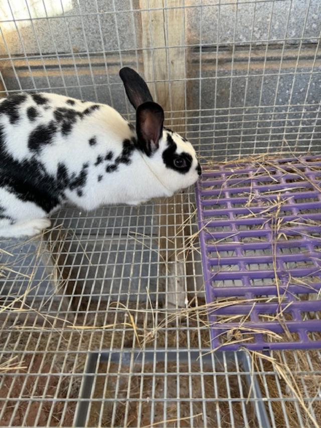 This girl is a broken New Zealand. She is six months old.