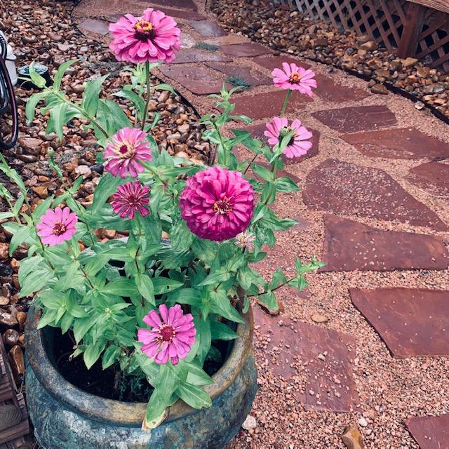 These are some of my beautiful new zinnias grown from seed over the past few weeks.