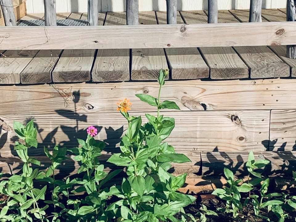 The new zinnias that I planted are already starting to bloom! They are heat tolerant and will bloom until the frost takes them out.