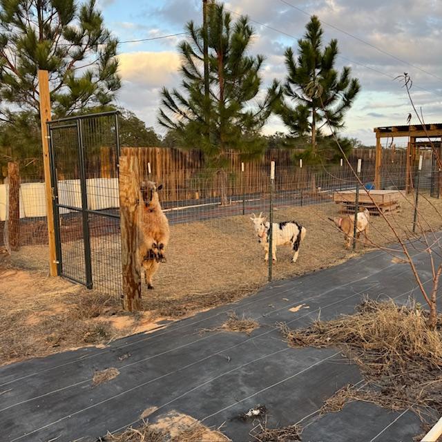 To my shock, Norton was in the girl's area. There was no way I could get him back to his area. He fights me tooth and nail.