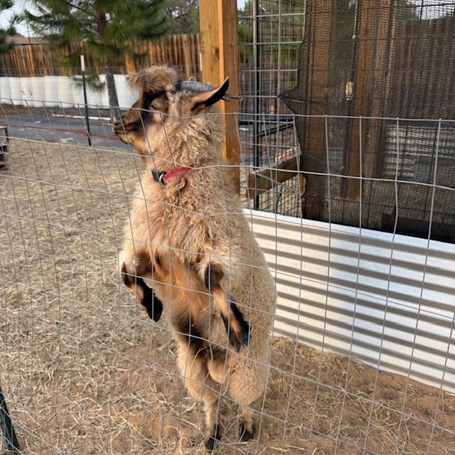 Norton on his hind legs.