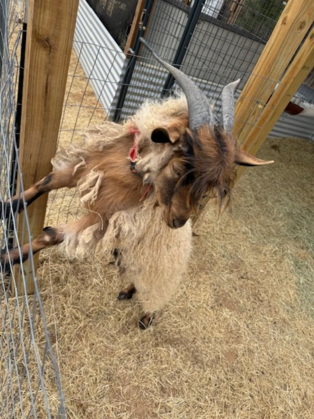 Norton showing off for company. He needs a good shave.