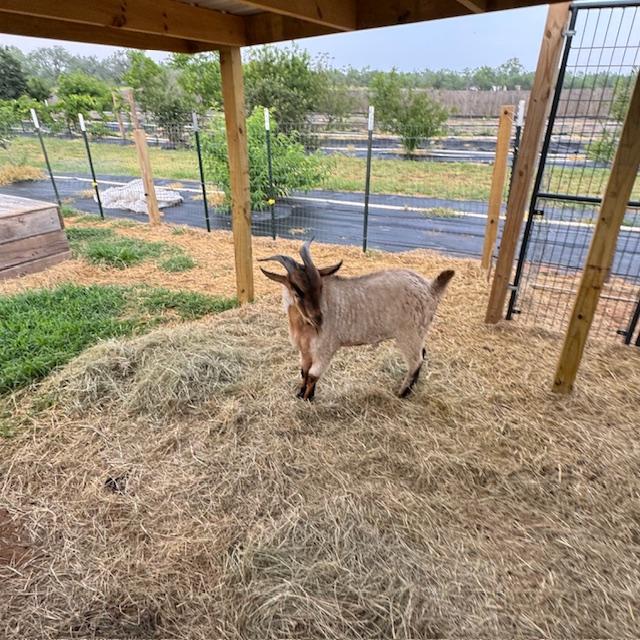 Norton in his shelter.