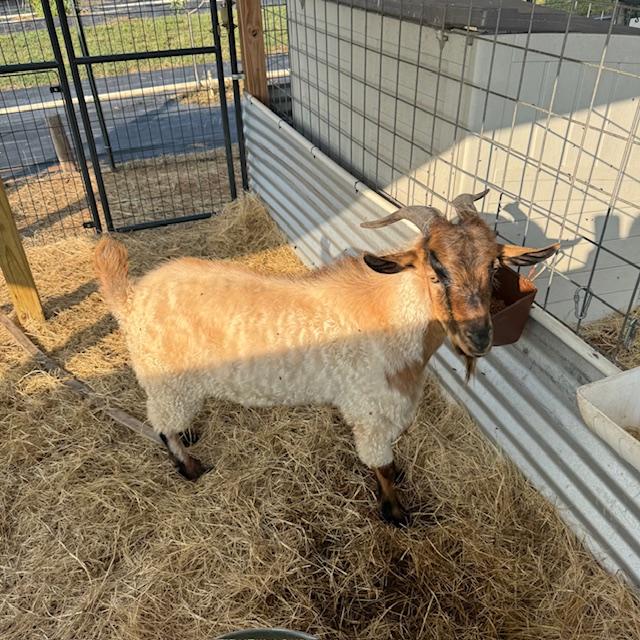 Norton pausing for a photo before eating breakfast.