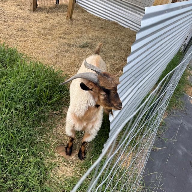 Norton stood calmly by as I pushed his shelter off the fence. It is heavy.