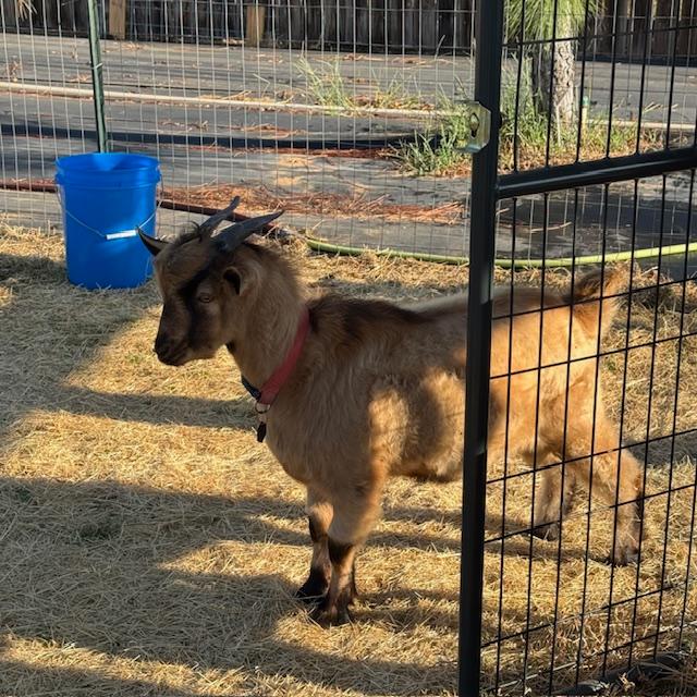 This is Norton. He is a beautiful half Nigerian goat. Not sure what his father was but doesn't he have pretty hair? They sure grow fast. Back in May, I held him in my arms like a baby.