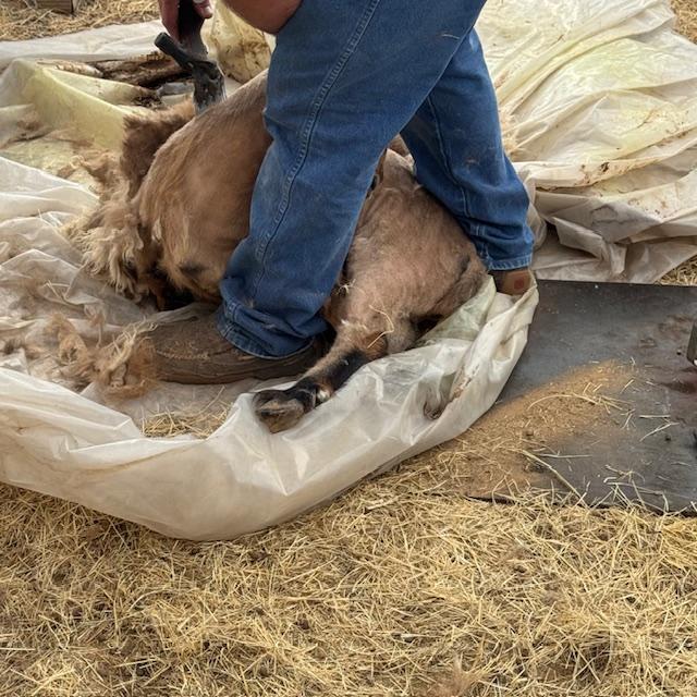 Norton is now flipped back over, almost done.