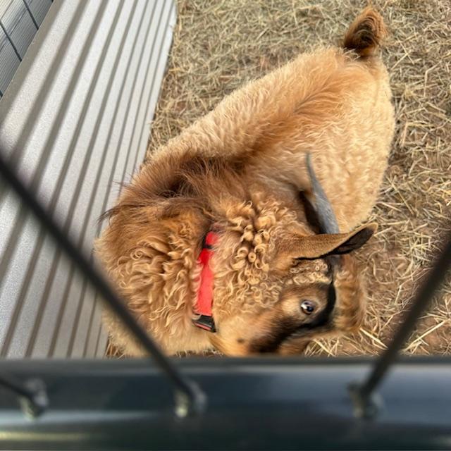 nortonenjoyingtreats