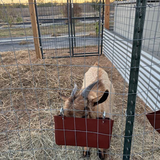 Norton can no longer be mean to the girls. Now he has his own home right next to theirs with his own yard.