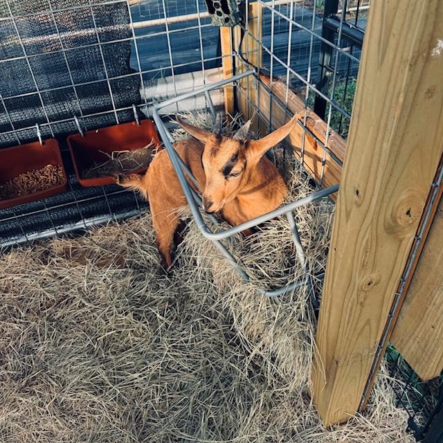 Look at silly Norton in the hay holder. He did not like being picked up at all.