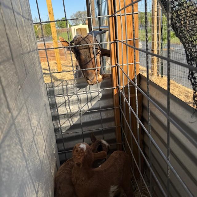 Norton looking down at Lucy and Ethel. Lucy is a darker reddish brown with some white on her.
