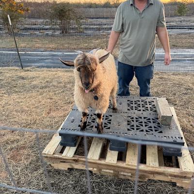 Norton with Matt on his new platform.