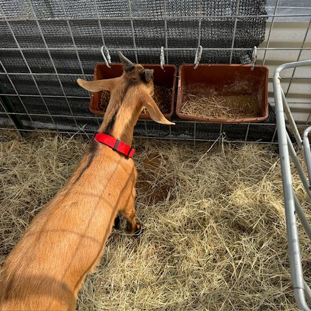 Here is Norton with his new collar. It even has a name tag. He looks good in red.