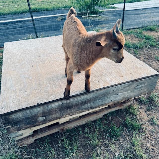 Norton loves to jump up on the platform. He would not get down and go in for the night so I had to carry him in.