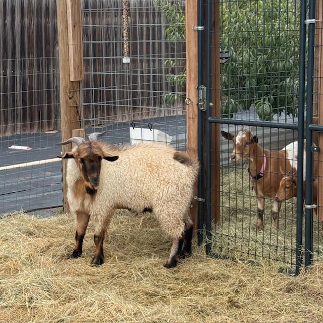 Much to my surprise, Norton busted through his fence to try and get to the girls...I had to move him in November as he would not let the girls eat.