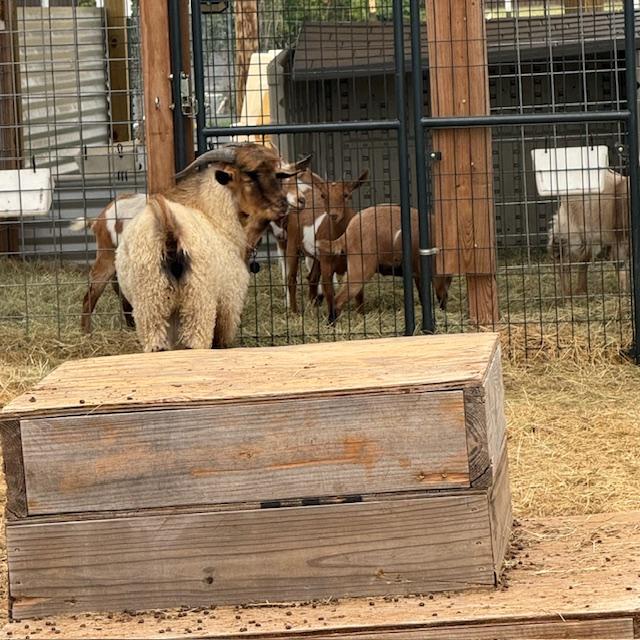 Norton paused bashing his head into the gate to pose for a photo here.