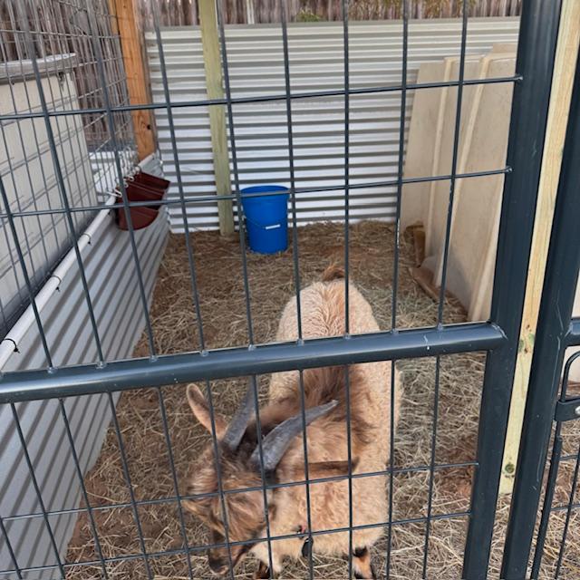 Here is part of Norton's new digs. His food dishes are covered and right next to the girls plus he has a nice wall to break the north wind.