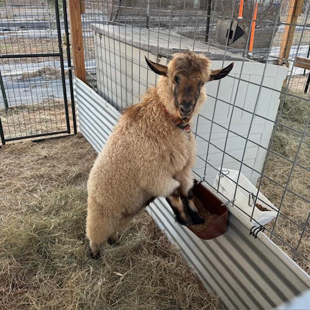 Norton was standing on his hind legs this evening, showing off. He is so pretty.