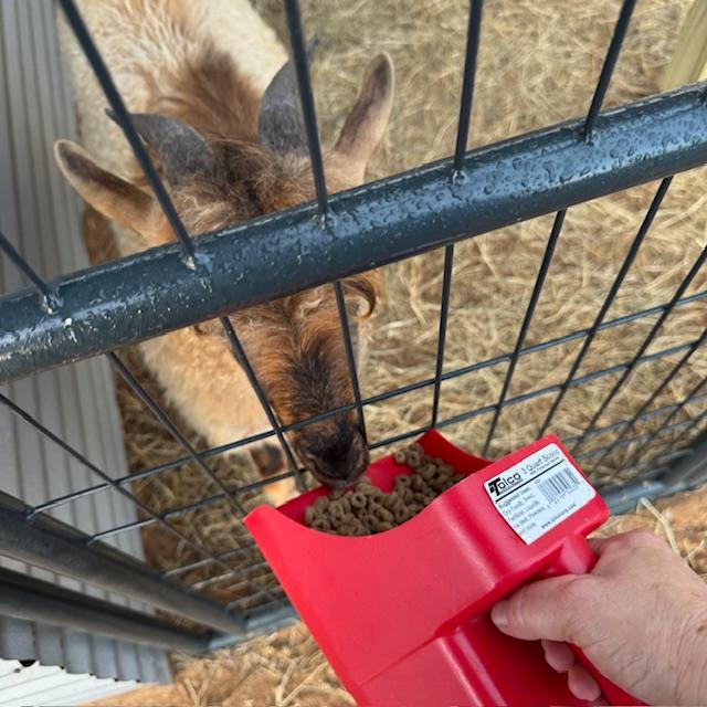 Norton enjoying some treats in his yard.