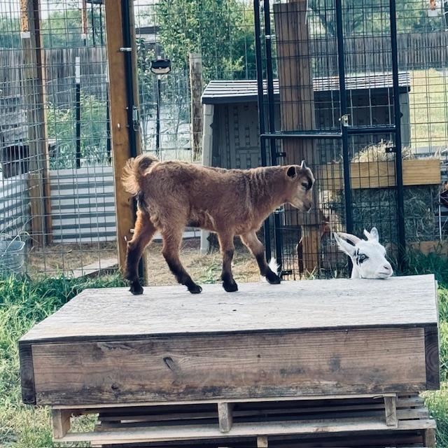 Norton loves to jump up on these pallets. He thinks it is great fun. Trixie is checking it out.
