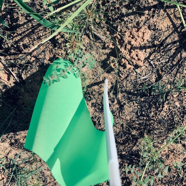 Last week, I flagged my peanut plants and today, the only Virginia Jumbo is just gone.