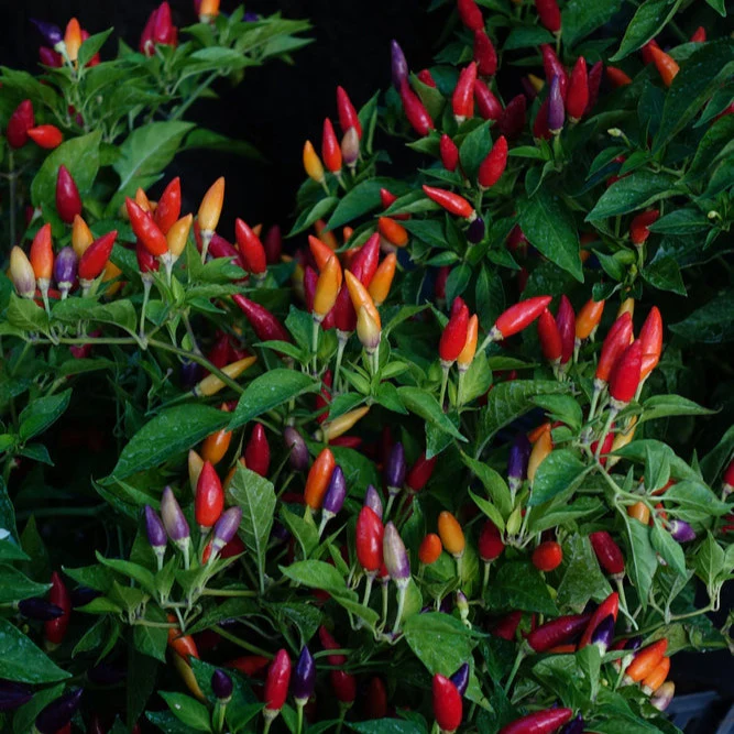 Numex Twilight Chili Pepper is one of the prettiest of the Texas Superstar Plants.