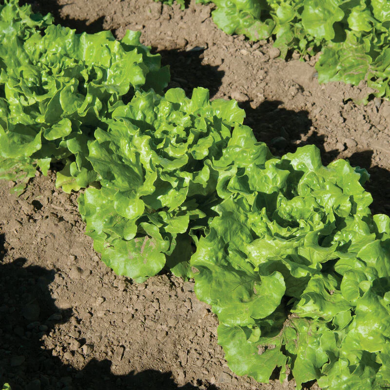 This is Nevada summer crisp lettuce, which is more heat tolerant than most other lettuce types.