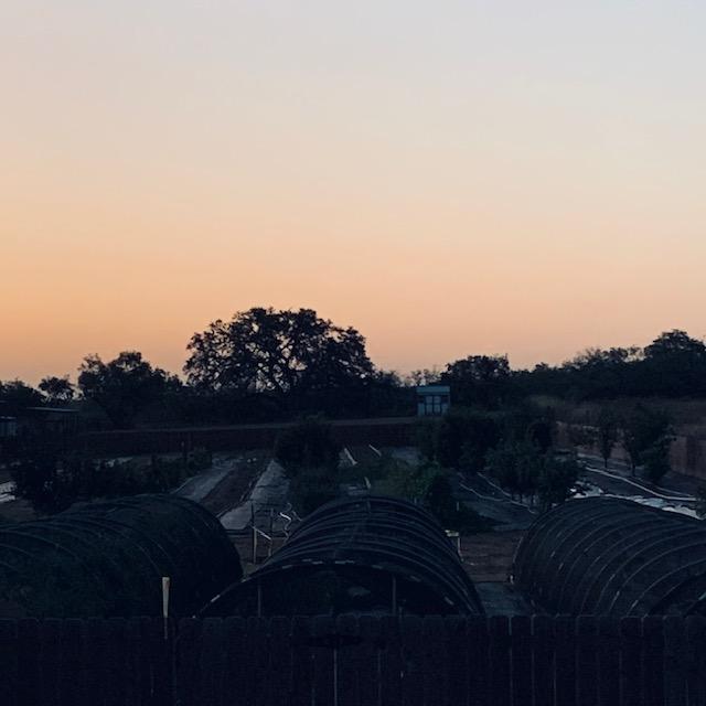 This time of year, the sun comes up to the left of the oak tree but it did look pretty this morning when I was out with the dogs.