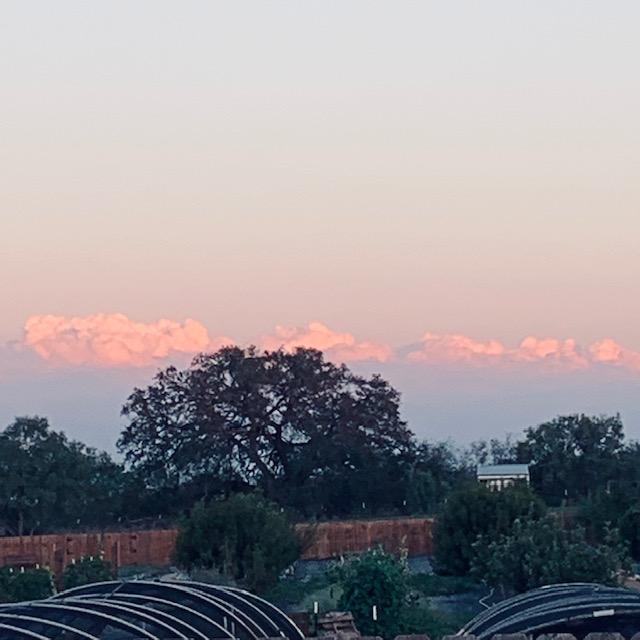 It is sunset and the clouds in the East are pink and fluffy.