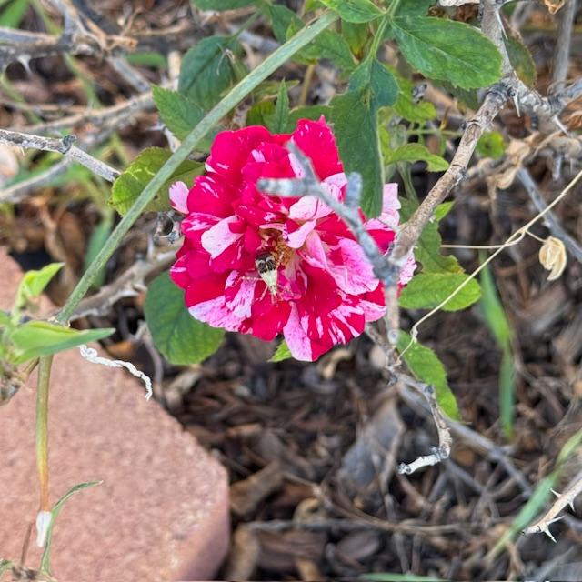 Look at this beautiful October rose, complete with green bug!